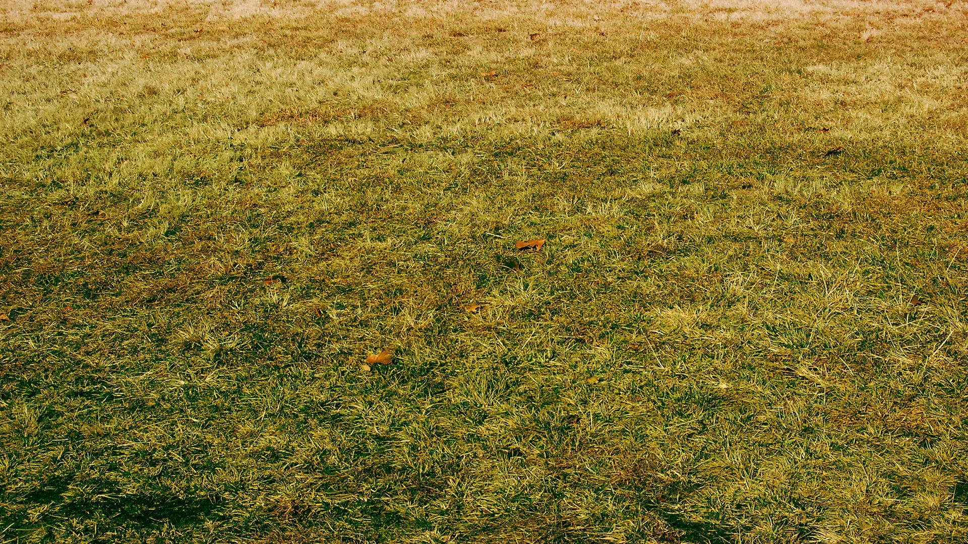Can Your Lawn Be Saved or Should You Just Start Over?