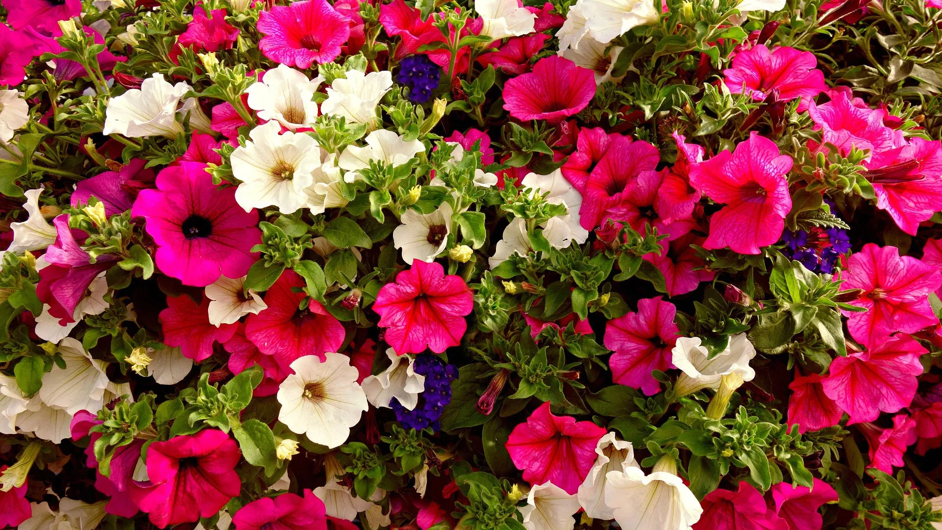 3 Fall & Winter Flowers to Plant in Arizona