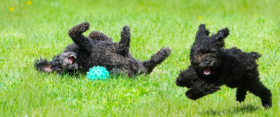 Our recent client's two black dogs playing on their lawn in Chandler, AZ.
