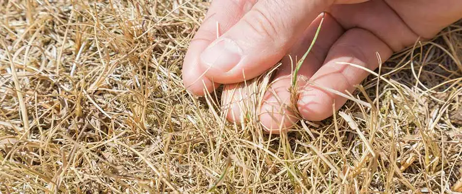 Dead, brown lawn grass at a property with broken irrigation in Chandler, AZ.