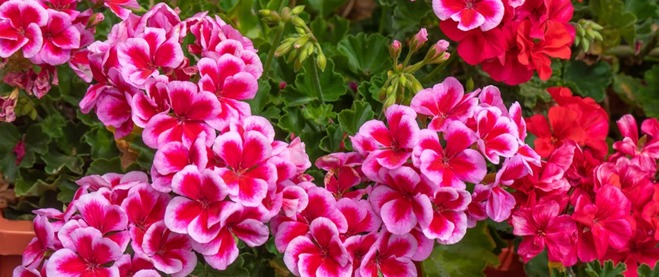 A bed of pink geraniums by a home in Mesa, AZ.
