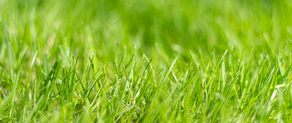 A side view of grass mowed to the correct height in Gilbert, AZ. 