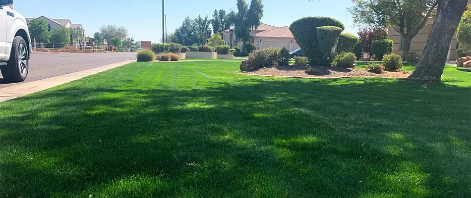 Beautiful, healthy lawn with regular fertilization and weed control in Chandler, AZ.