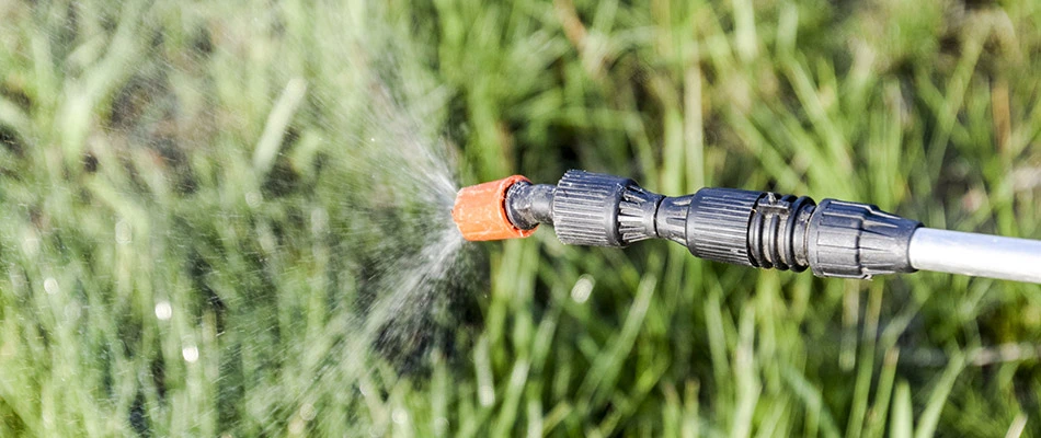 Our lawn care professional spraying a lawn for weeds in Chandler, AZ.