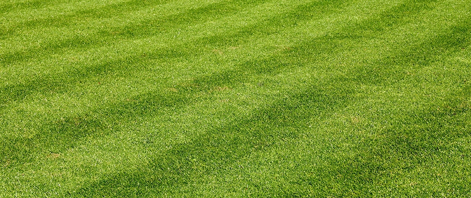 A freshly mowed lawn with lines in Chandler, AZ.
