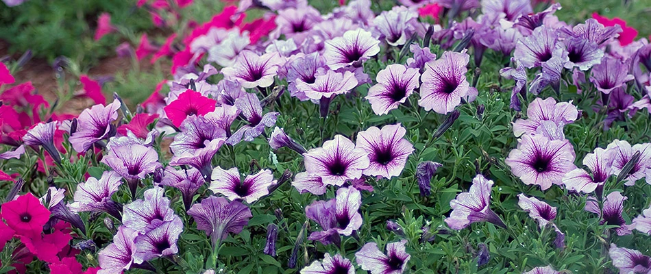 A bed of purple pansies by a home in Gilbert, AZ.