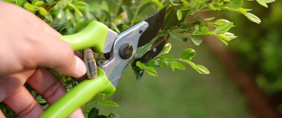 Pruning landscape shrubs in Mesa, AZ.