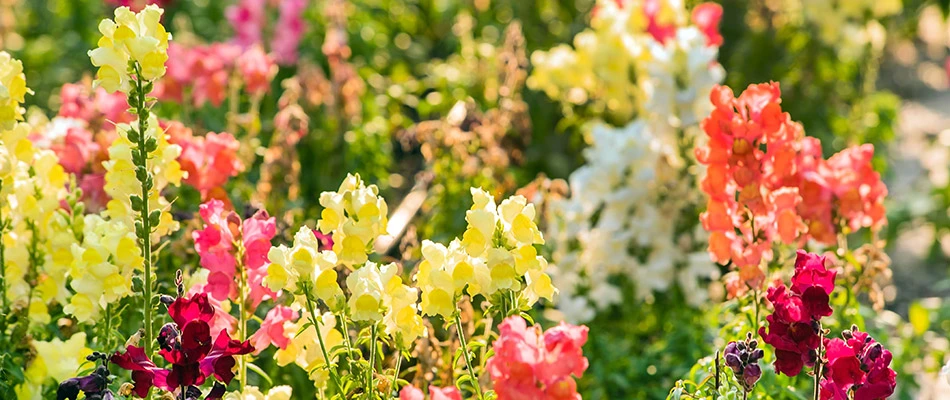 A field of snapdragons in Queen Creek, AZ.