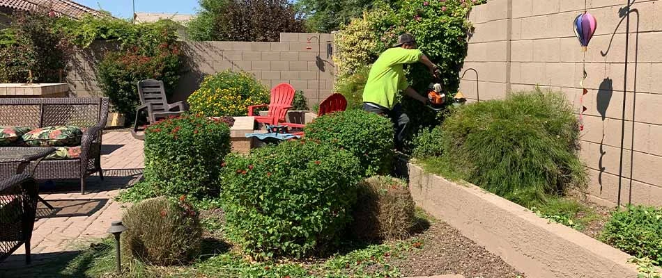 Trimming landscape bushes at a home in Gilbert, AZ.