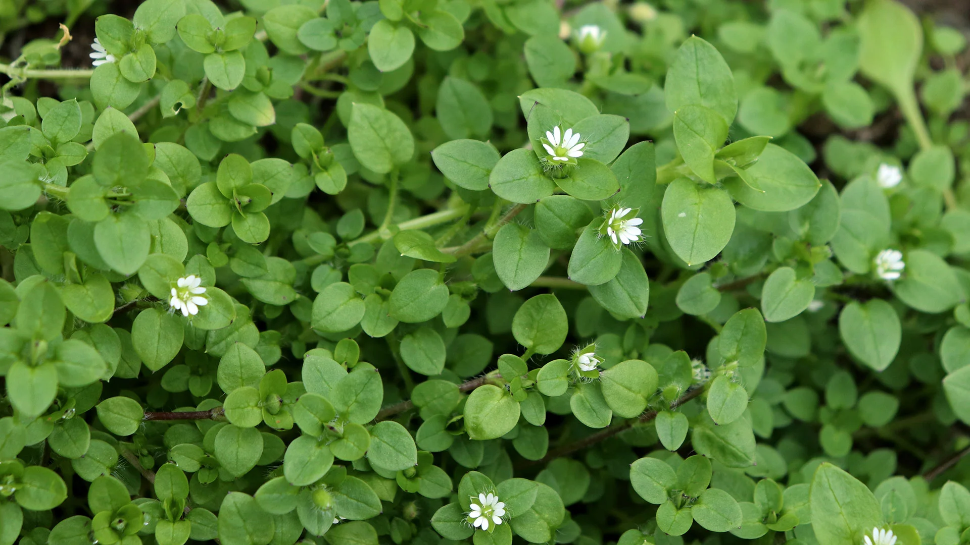 The Short Window for Pre-Emergent Weed Control is NOW – Don’t Miss it!