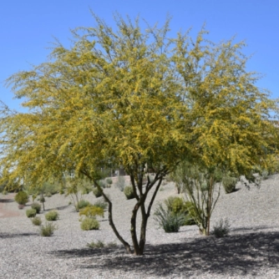 Acacia tree growing in Queens Creek, AZ.