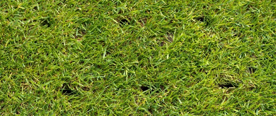 Aeration tiny holes created in lawn in Mesa, AZ.