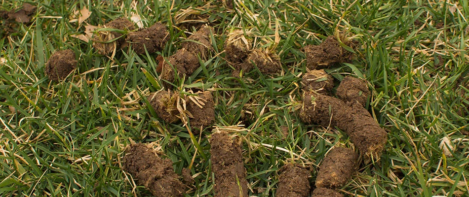 Aerator core plugs left over lawn in Gilbert, AZ.