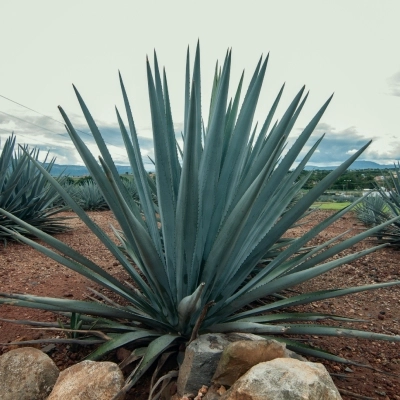 Agave plant growing in Gilbert, AZ.