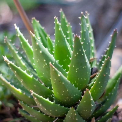 Aloe plant growing in Mesa, AZ.