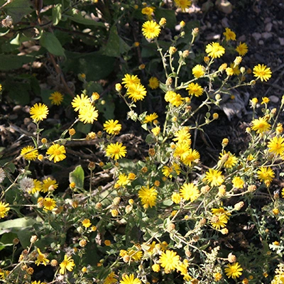 Angelita Daisy planting growing in Mesa, AZ.
