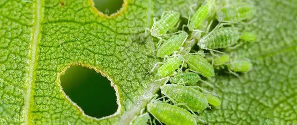 Aphid pests on a green leaf with holes near Mesa, AZ.
