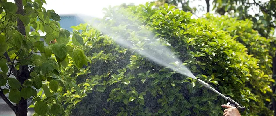 Applying pest control treatments to a landscape tree in Chandler, AZ.