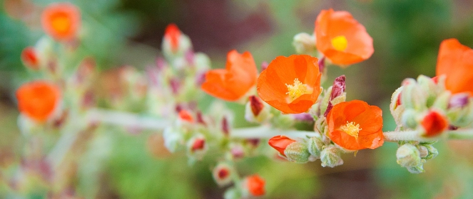Apricot mallow flower planted in garden in Mesa, AZ.