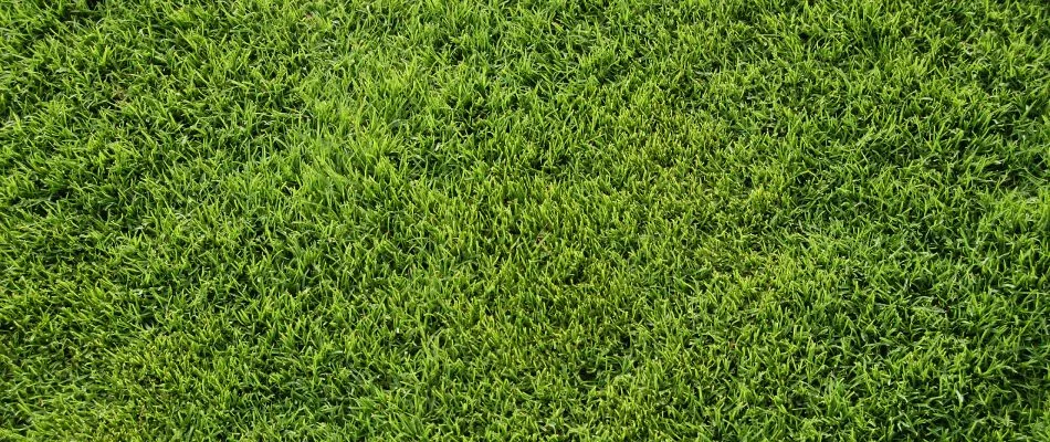 Bermuda grass for lawn in Gilbert, AZ.