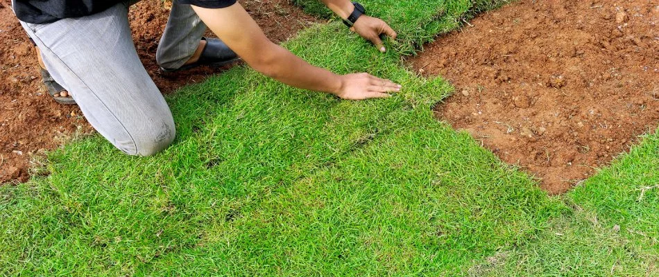 Bermudagrass sod being installed to lawn in Gilbert, AZ.