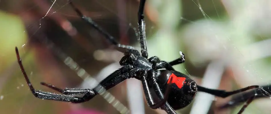 Black widow spider found at a home near Mesa, AZ.