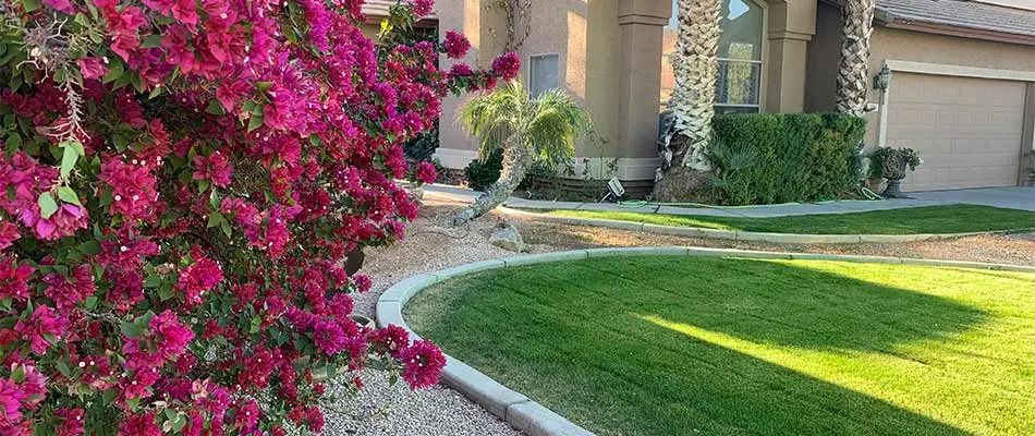 Gilbert, Arizona property with blooming landscape bushes and lawn mowing service.