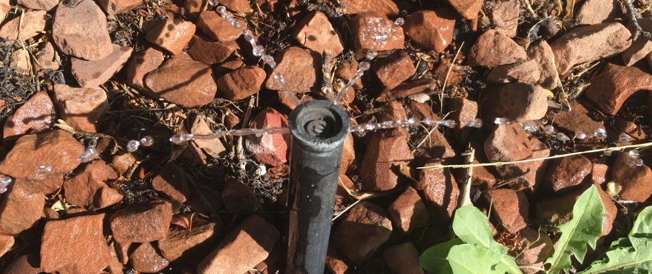 Broken irrigation sprinkler head in Gilbert, AZ.