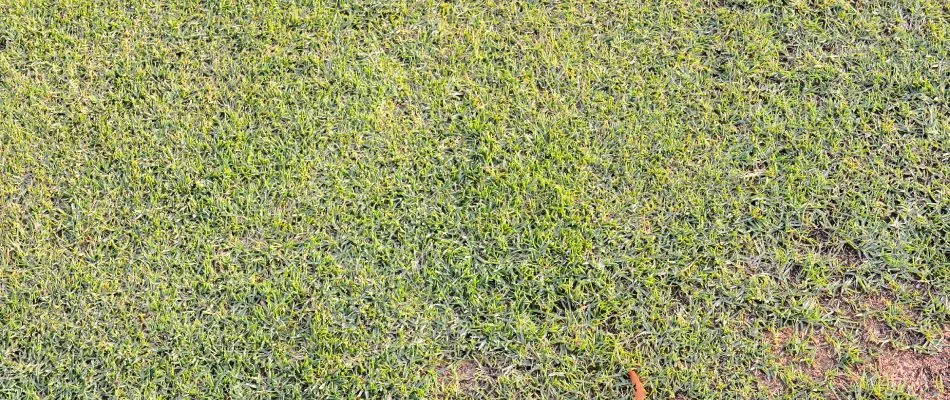 Brown lawn after too much fertilizer added in Chandler, AZ.