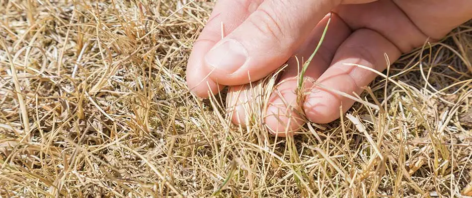 Brown lawn due to lawn disease in property in Gilbert, AZ.