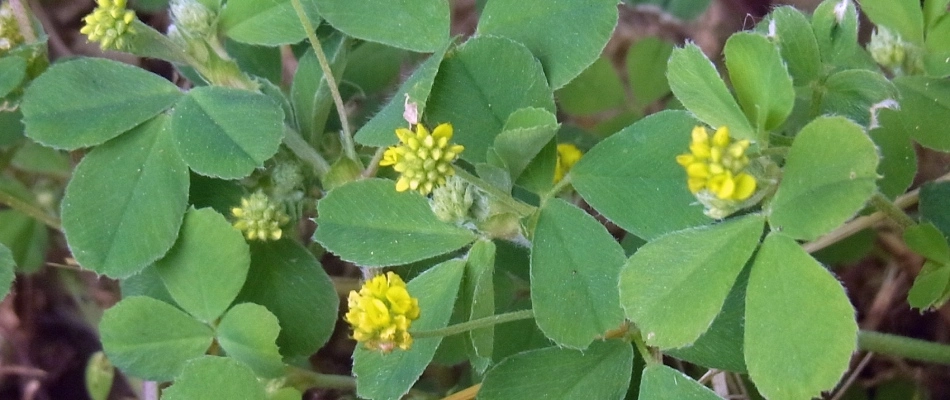 Bur clover weeds sprouting in lawn in Gilbert, AZ.