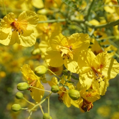Cercidium plant growing in landscaping in Gilbert, AZ.