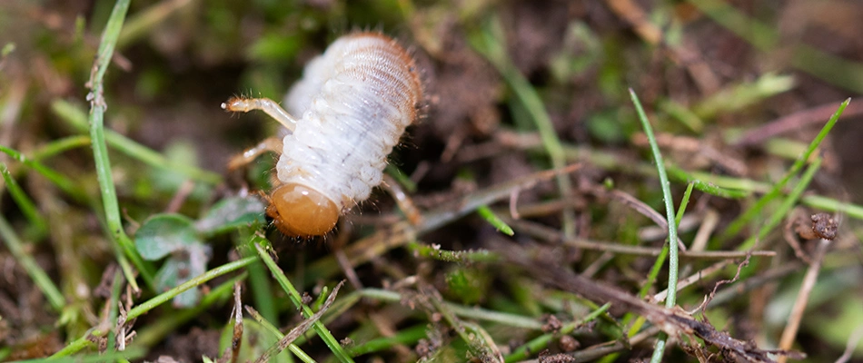 Chafer grub crawling in lawn in Gilbert, AZ.