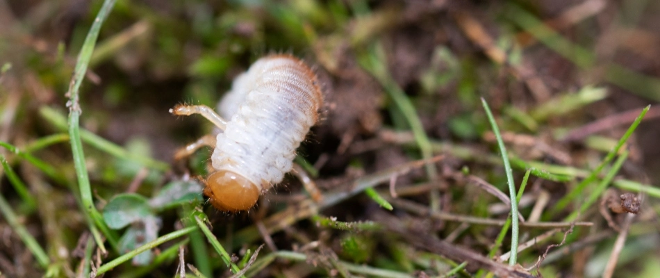 Chafer beetle grub found in an unhealthy lawn in Mesa, AZ.
