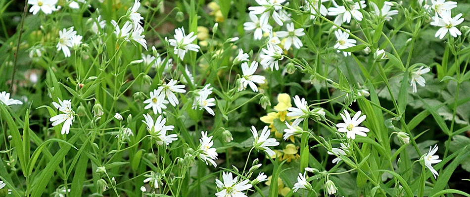 Chickweed found growing in landscape in Mesa, AZ.