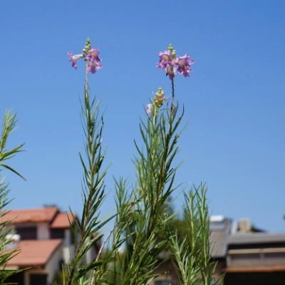 Chilopsis linearis planting growing in Gilbert, AZ.