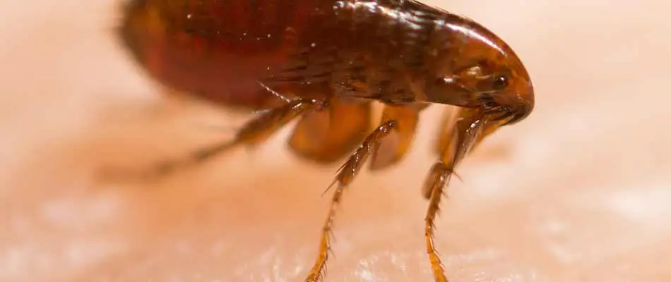 Close up photo of a flea on a human arm near Queen Creek, AZ.
