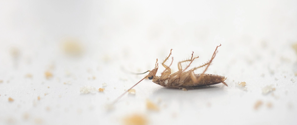 Cockroach laying beside left out crumbs in Gilbert, AZ.
