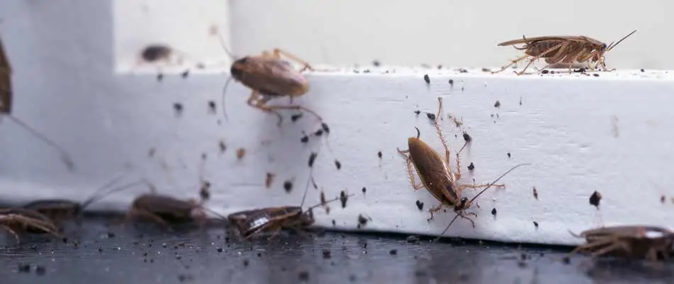 Cockroach infestation found at a home in Gilbert, AZ.