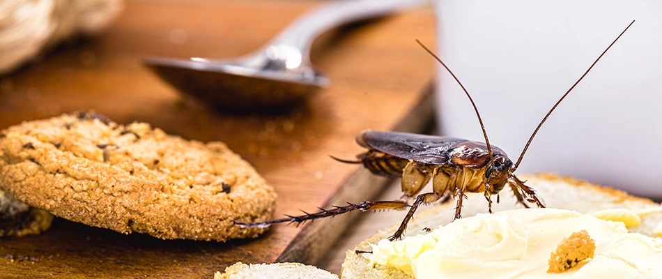 Cockroach over cookie and bread left out in Mesa, AZ.