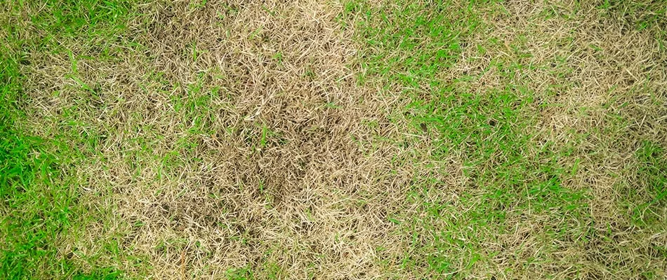 Collar rot disease in a customer's lawn in Mesa, AZ.