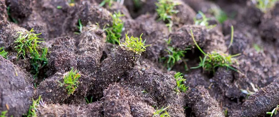 Core aeration lawn plugs near Gilbert, AZ.