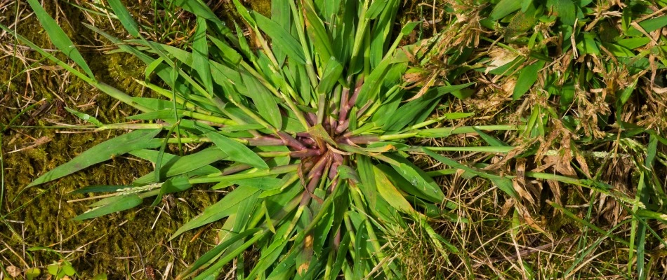 Crabgrass weed found in client's lawn in Mesa, AZ.