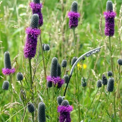 Dalea plants in Queen Creek, AZ.