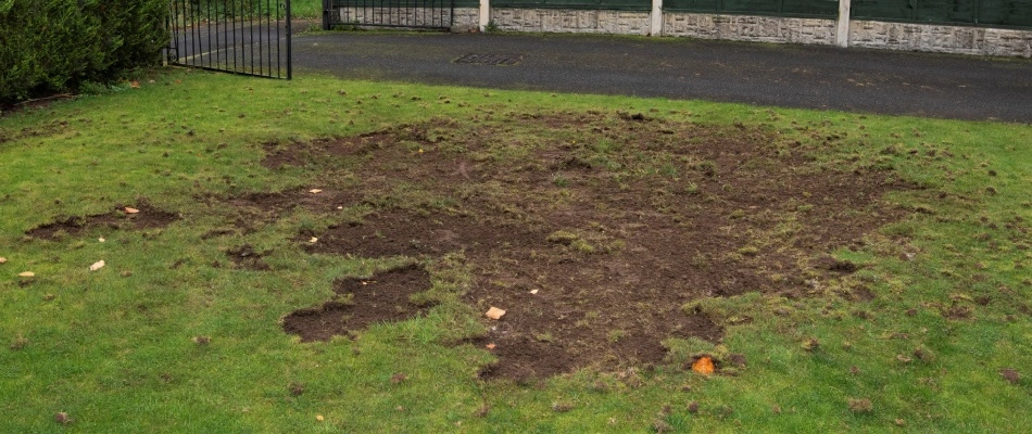 Damaged lawn due to chafer beetle infestation in Gilbert, AZ.