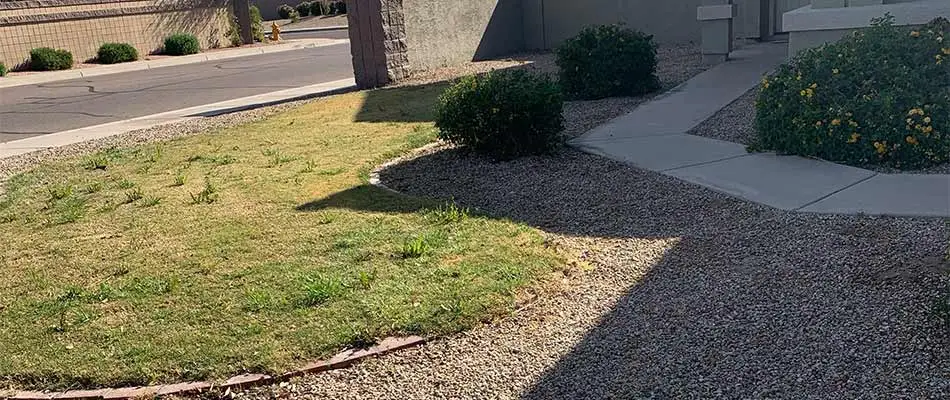 Dying lawn with poor irrigation and watering near Gilbert, AZ.