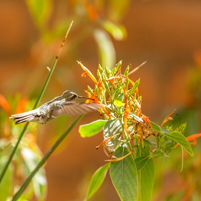 Desert Honeysuckle with hummingbird in Queen Creek, AZ.