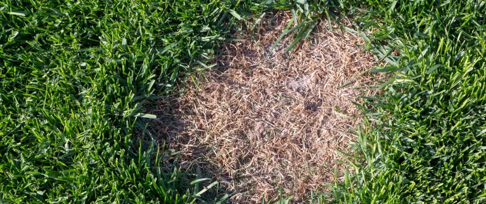Dollar spot lawn disease found in client's lawn in Chandler, AZ.
