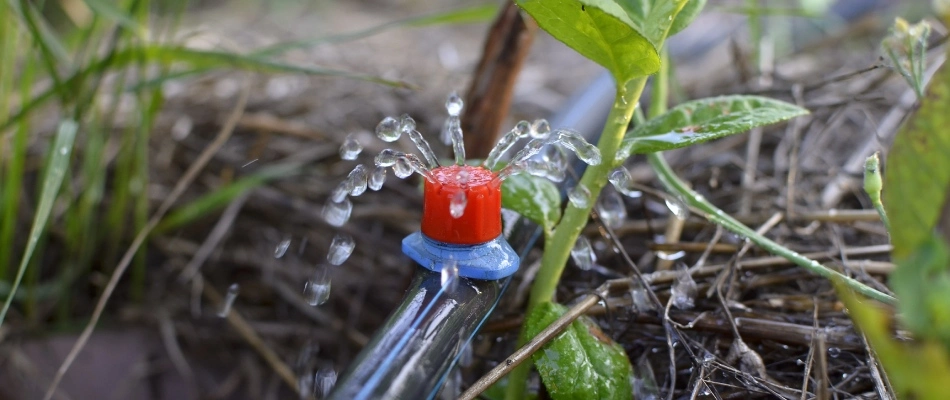 Drip irrigation line watering root of plant in Gilbert, AZ.