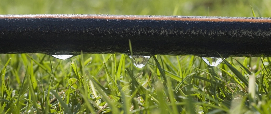 Drip line watering entire lawn in Chandler, AZ.